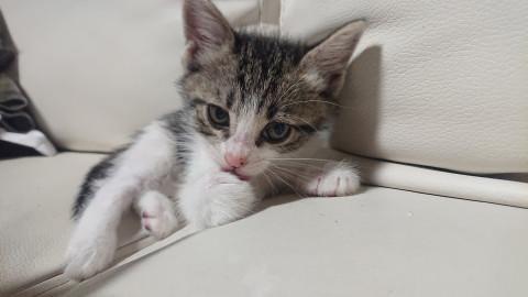 生後１ヶ月の子猫です。