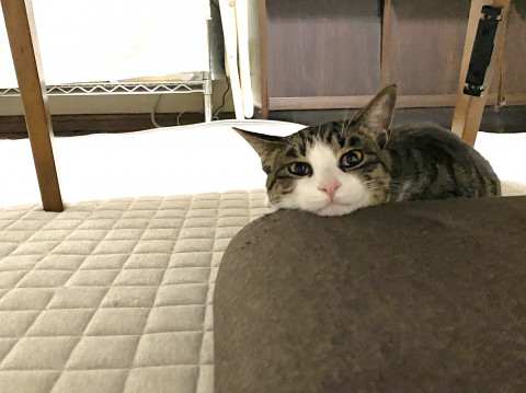 バランスの良い、手のかからない男の子