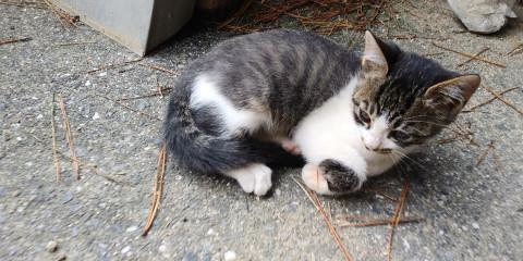 人懐っこくおめめパッチリ子猫です