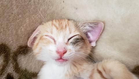 茶トラ強めの三毛猫です。