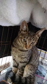 甘えん坊馴れ馴れ綺麗なキジ柄男の子