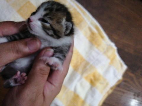 産まれて12日です。