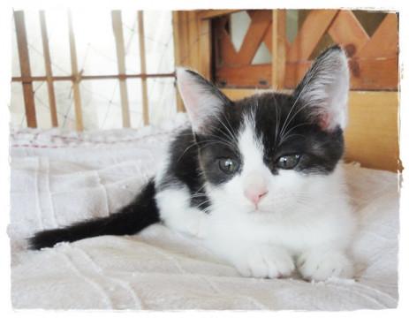 白×黒の女の子 (*ﾟｪﾟ*)2か月くら