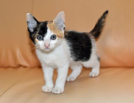 こう見えて俊敏娘なんです