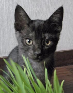 ブラックスモークの子猫ちゃん