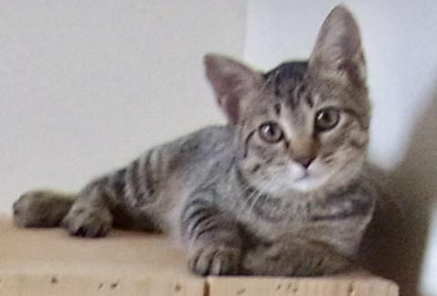 ごまちゃんの妹のきなこちゃん