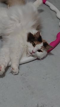 ノルウェージャンフォレストキャット