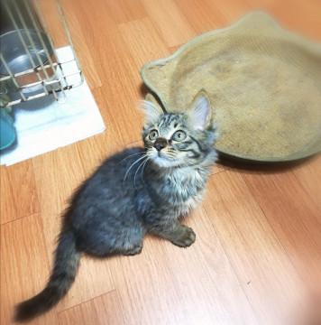 ふんわりキジのモフィくん