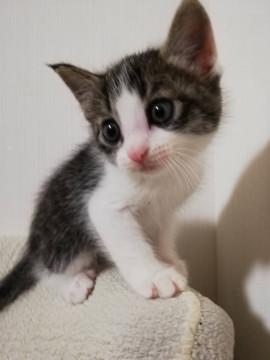雨の中発見した美人な仔猫さん