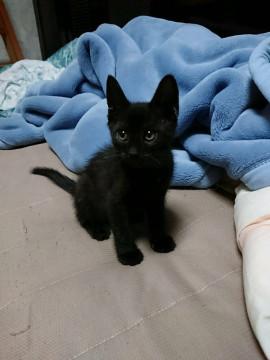 真っ黒ちゃん