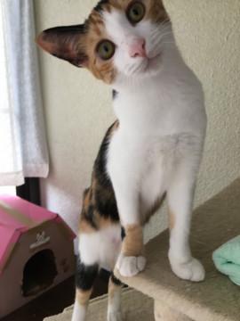 可愛い三毛ちゃん