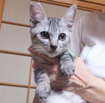 グレーキジのよしきくん♪