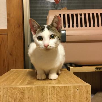 甘えん坊のキジシロの女の子