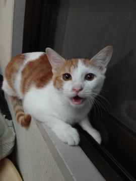 控え目猫が大好きな茶白女子