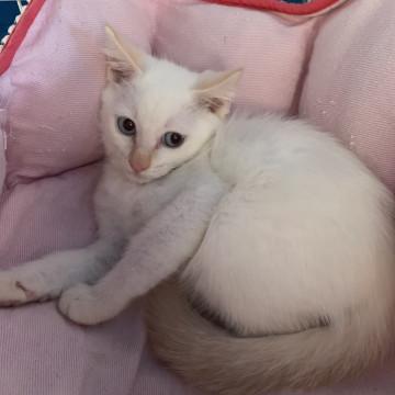 美形 ブルーアイのシャム系