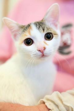 可愛い三毛系の猫ちゃん