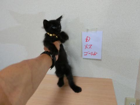 可愛い黒猫姉妹