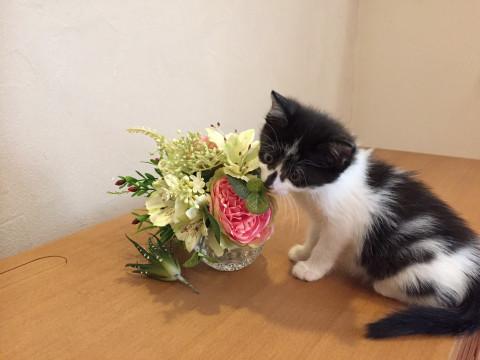 とっても飼いやすいフワフワちゃん