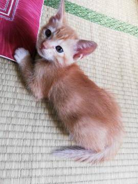 お姉さん猫と仲良く１