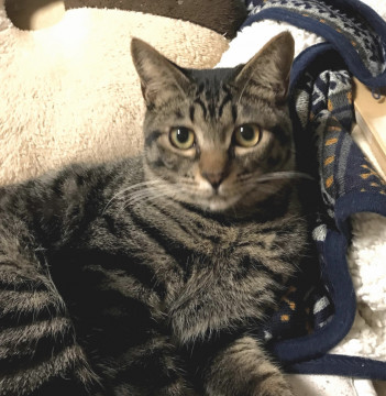 タレ目だけどとても活発なキジトラまろん