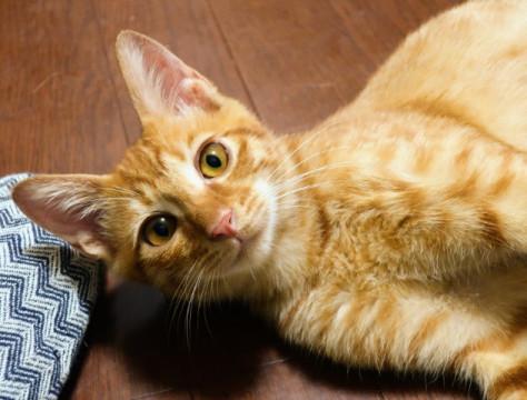 やんちゃなビワ君家族募集中