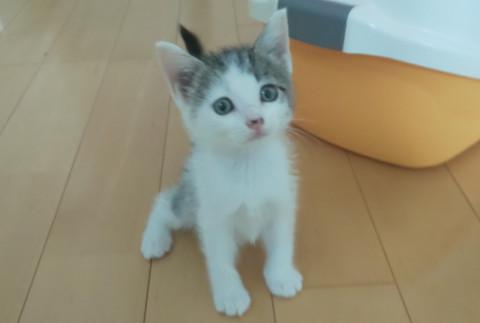 ふんわりキジ白お嬢さん