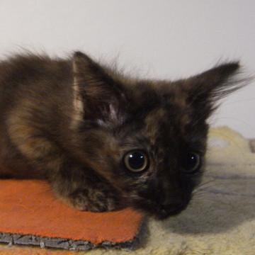 サビ猫の長毛です。
