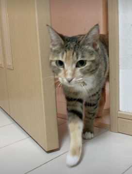 パステルっぽい三毛猫ちゃん