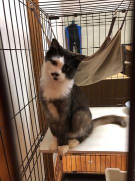 目もと涼しげなイケニャン(=^・^=)