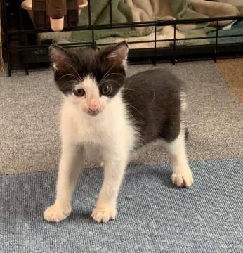 スマートなレディ