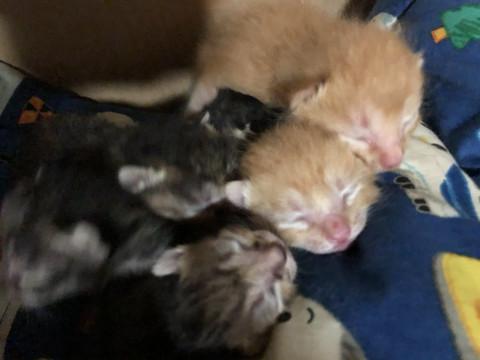 産まれて1ヶ月たちました❣️