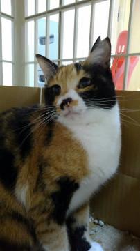 仲良しバディで里子に出ました♪※尿路結石