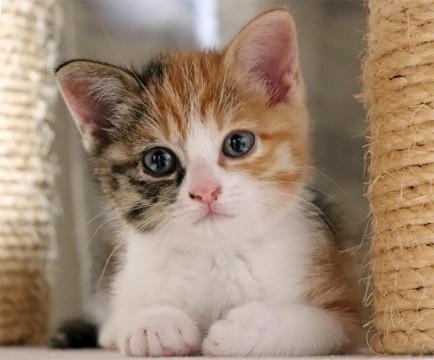 おしゃべり大好きトリプルちゃん
