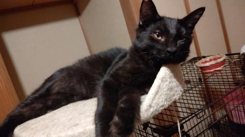 甘えん坊な半長毛の黒子猫君