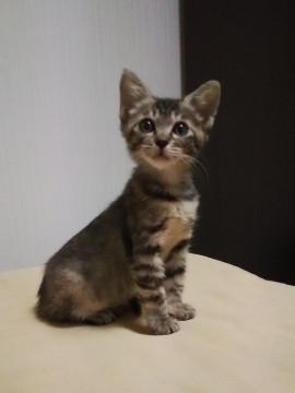 きょとんとしたお顔が可愛いコ