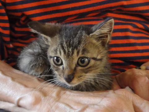 40日くらい、抱っこできます。