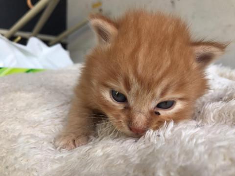 モフモフなチャトラちゃん