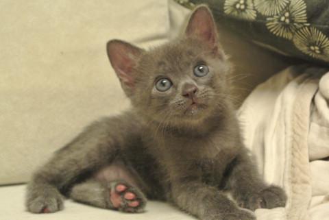 人なれ猫慣れ抜群☆グレー男子☆２ケ月