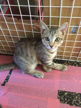 尻尾が真っ直ぐ小粒な女の子