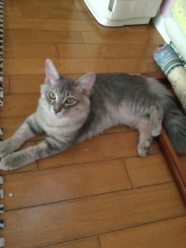 グレーのカッコいい男の子