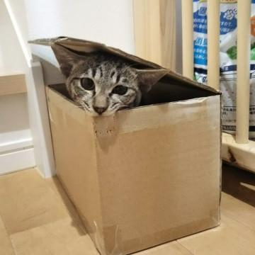 茶目っ気たっぷり★未来は良い子。