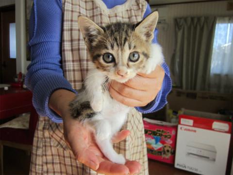 かわいいちびっこ4兄弟のうちの一匹