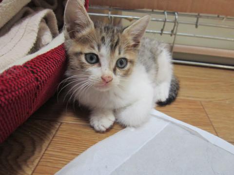 かわいいちびっこ4兄弟のうちの一匹