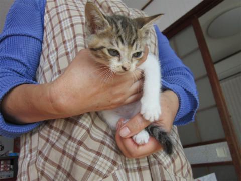 かわいいちびっこ4兄弟のうちの一匹