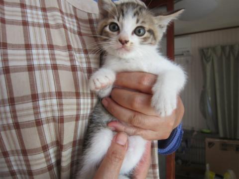 かわいいちびっこ4兄弟のうちの一匹