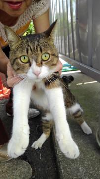 慣れ慣れキジシロちゃん