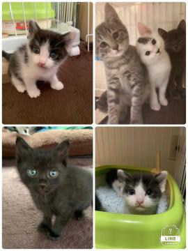 子猫6匹のお見合い会します