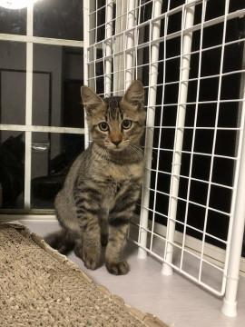 元気いっぱい可愛いファーファくん。