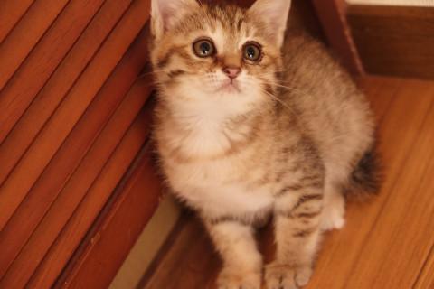 かわいいキジ5匹兄弟⑤