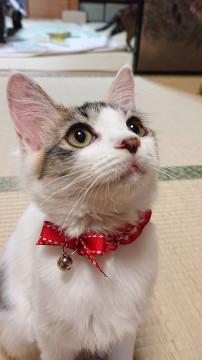 目のかわいい三毛猫女子